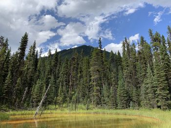 Scenic view of pine trees against sky and a swamp 