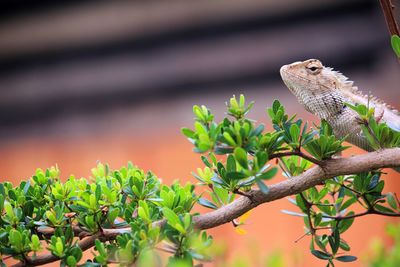 Close-up of reptile on branch