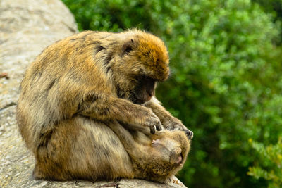 Close-up of a monkey