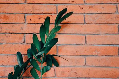 Close-up of plant growing on brick wall