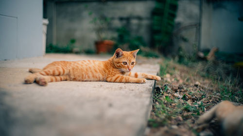 Portrait of cat resting