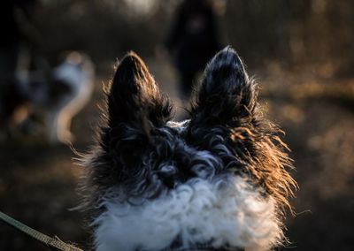 Close-up of dog behind