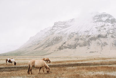 View of a horse on landscape