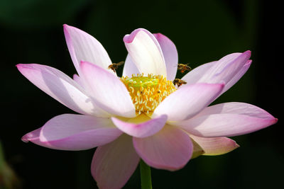 Close-up of lotus