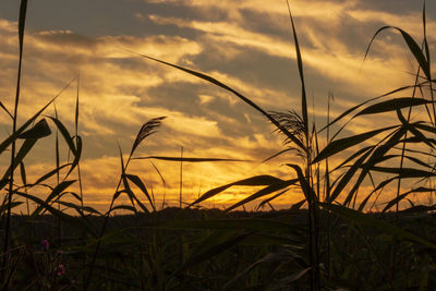 Close-up of silhouette plants on field against sunset sky