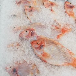 Directly above shot of fishes on crushed ice
