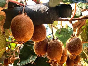 Close-up of fruits growing on plant