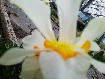 Close-up of yellow flower blooming outdoors