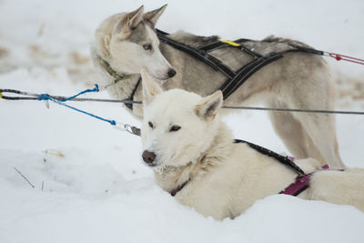 Beautiful alaskan husky dogs resting during a long distance sled dog race in norway. dogs in snow.