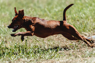 Pinscher dog flying moment of running across the field on lure coursing competition