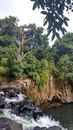 View of trees and rocks