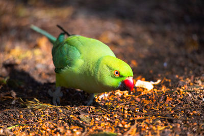 Close-up of parrot on land