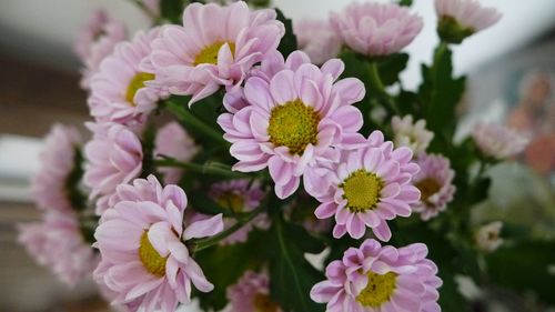 Close-up of pink flowers blooming outdoors