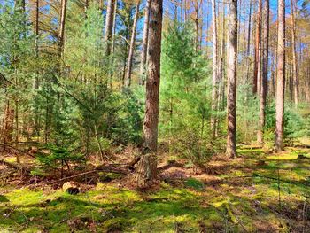 Trees in forest