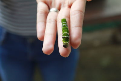 Midsection of person holding green insect