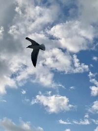 Low angle view of seagull flying in sky