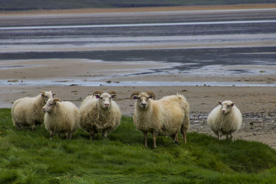 Some creatures stay on a beach somewhere in the westfjord of iceland