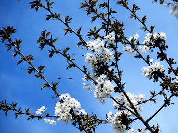 Low angle view of apple blossoms against sky