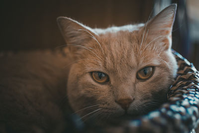 Close-up portrait of a cat