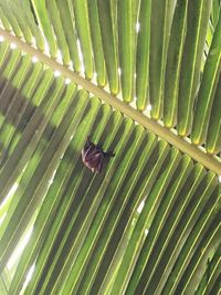 Close-up of palm leaf