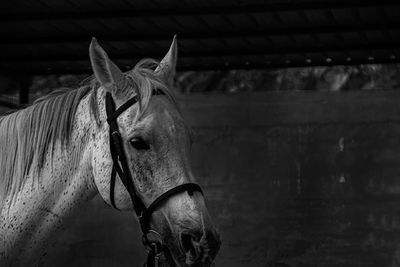 Close-up of horse in stable