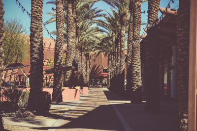 View of trees in city