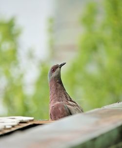 Close-up of bird perching on plant