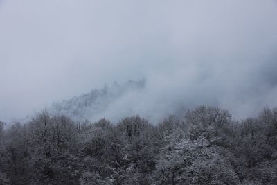 Trees in forest against sky during winter