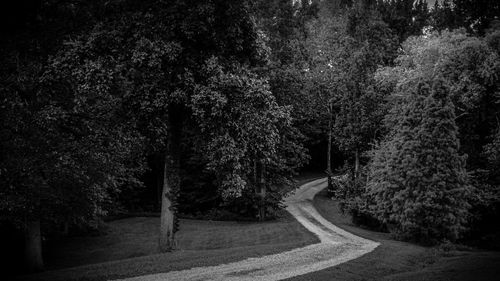 Road amidst trees