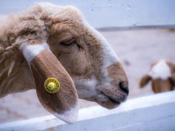 Close-up of an animal