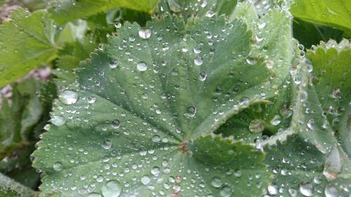 Close-up of leaves