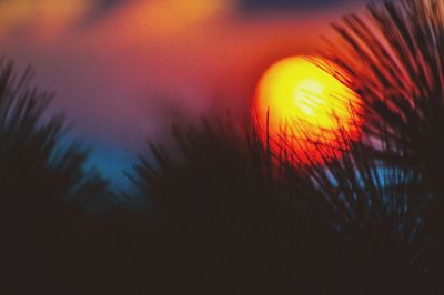 Close-up of silhouette plants against sky during sunset