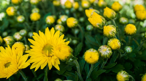 Close-up of yellow flowering plant