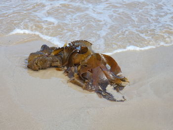 High angle view of crab on beach