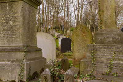 Plants growing in old building