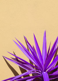 Creative purple aloe against a wall background with sunlight shadows. stylish minimalist design 