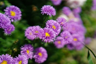 Close-up of purple flowering plants