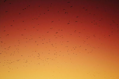 Low angle view of birds flying against orange sky