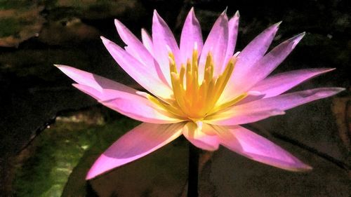 Close-up of water lily in pond