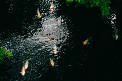 High angle view of koi carps in pond