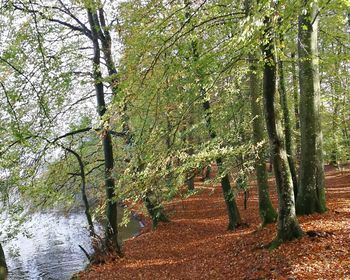 Trees growing in forest