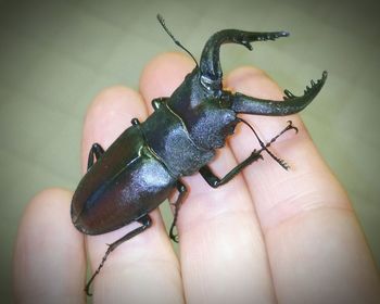 Close-up of human hand holding small