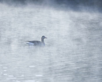 Swan swimming in lake