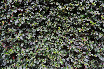 Full frame shot of ivy growing on plant