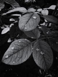 Close-up of raindrops on leaves