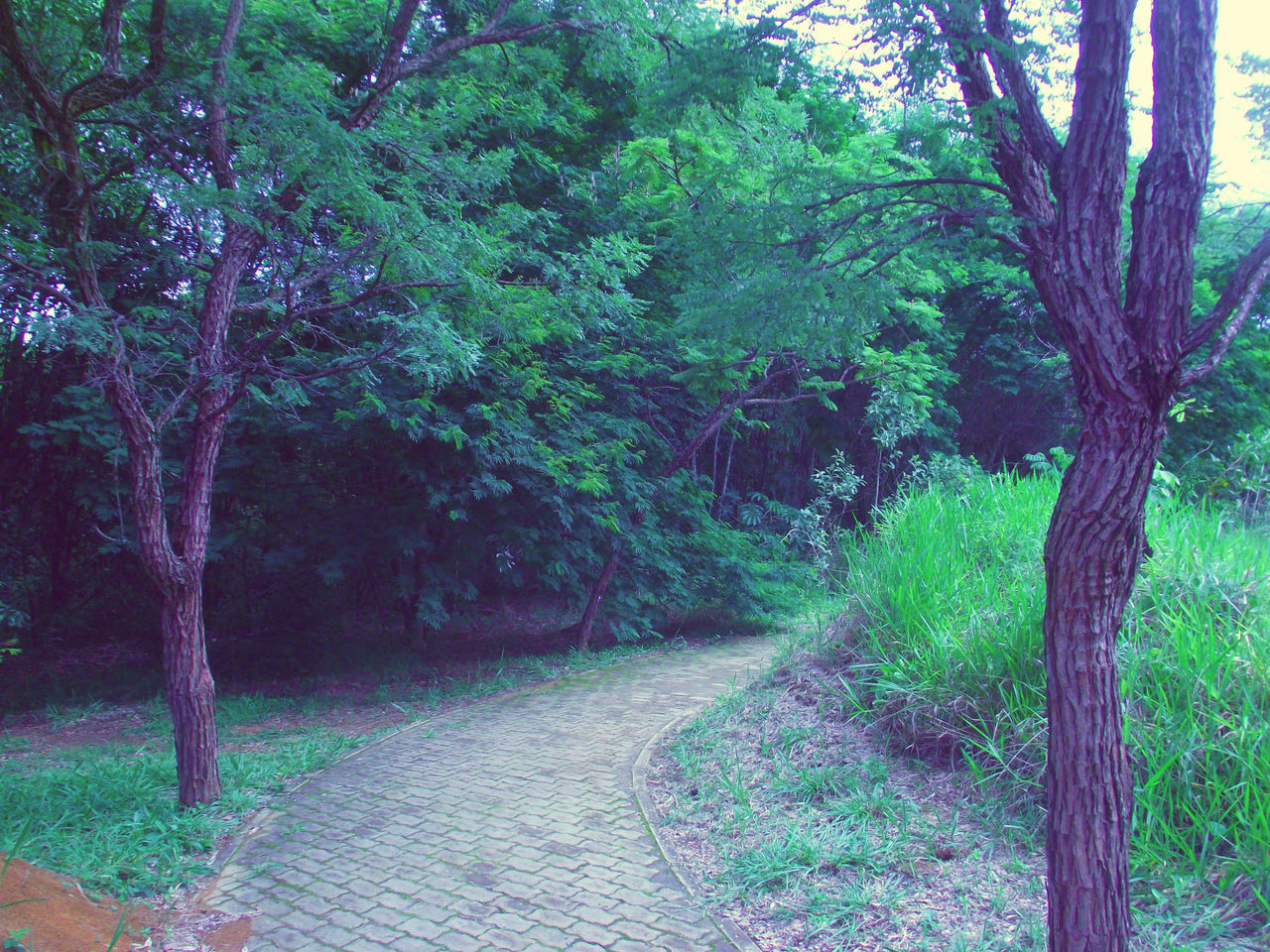 tree, the way forward, growth, tranquility, nature, forest, tree trunk, footpath, tranquil scene, branch, beauty in nature, sunlight, scenics, green color, plant, shadow, narrow, pathway, outdoors, day