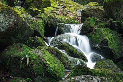 Scenic view of waterfall in forest