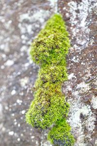 Close-up of moss growing on plant
