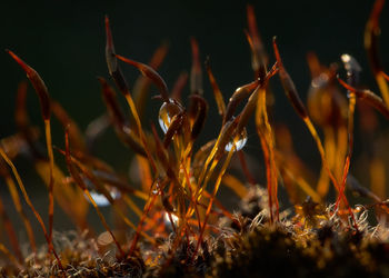 Close-up of dry plants on field