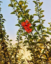 Low angle view of red flowering plants against sky